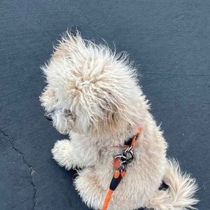 Meet your Posher, Casey